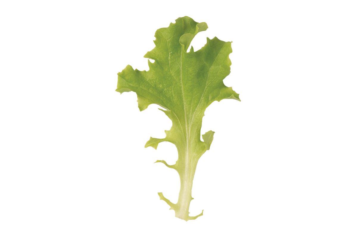 Tango – Lettuce Seed
